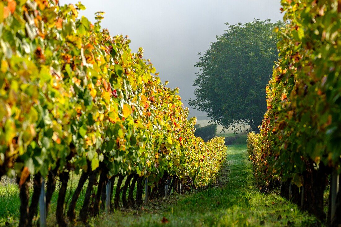 France, Quercy, Lot, Cahors vineyards