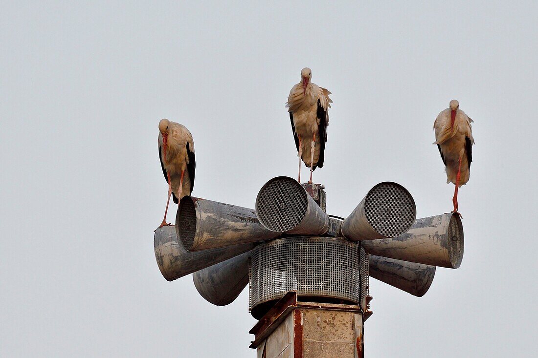 France, Doubs, Audincourt, White Stork (Ciconia ciconia) stopping overnight for buildings in the city