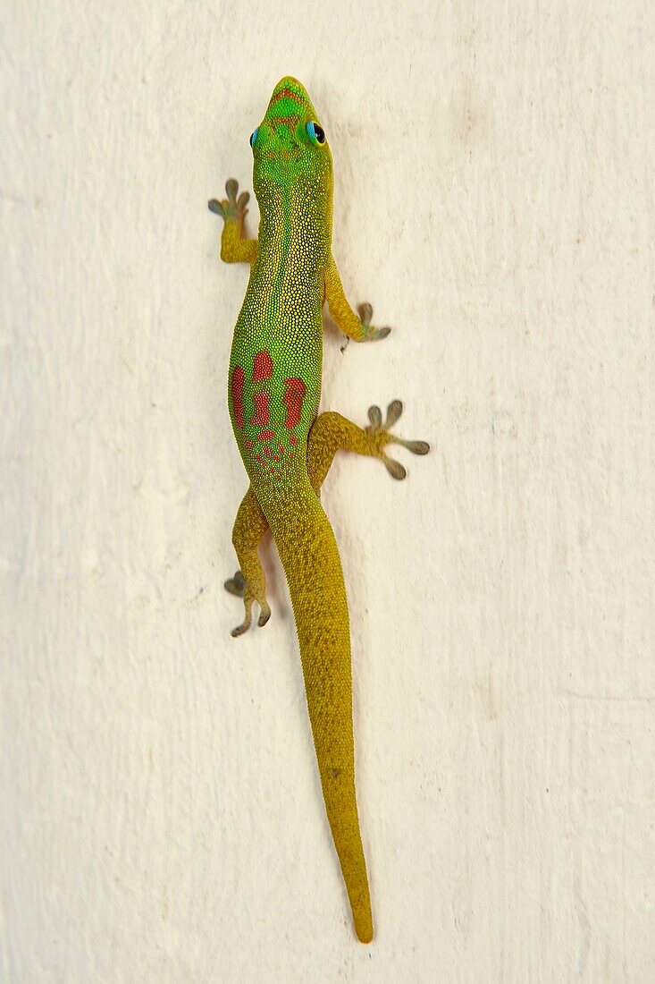 France, Mayotte island (French overseas department), Grande Terre, Nyambadao, gold dust day gecko (Phelsuma laticauda)