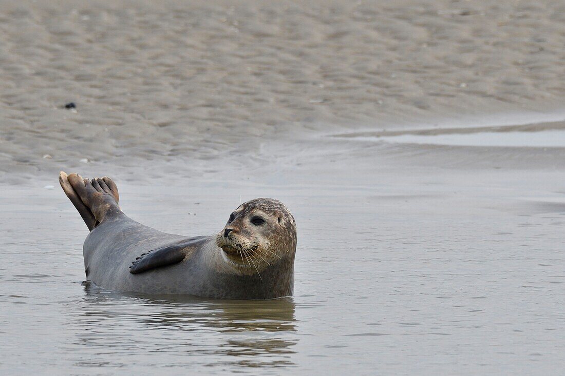 France, Somme, Berck sur Mer, Bay of Authie, seals at low tide on the sand