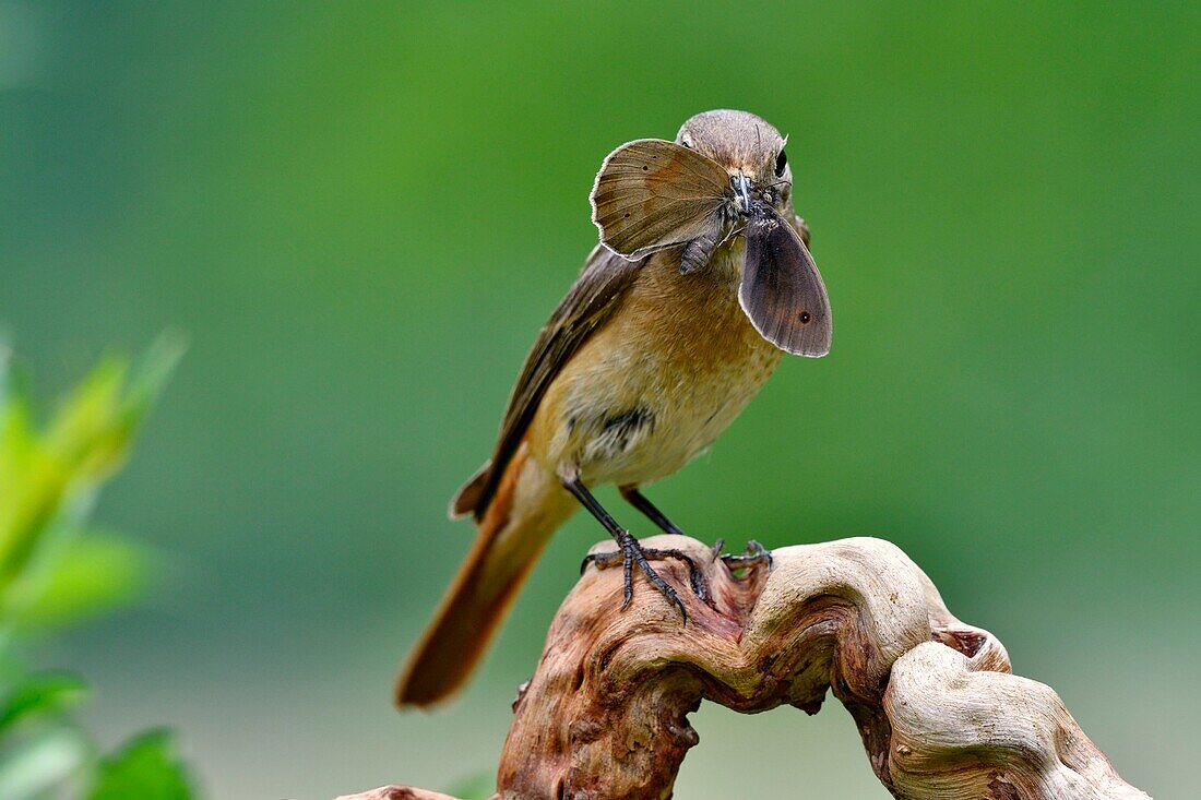 France, Doubs, Common redstart (Phoenicurus phoenicurus), female, feeding its young, catching a butterfly