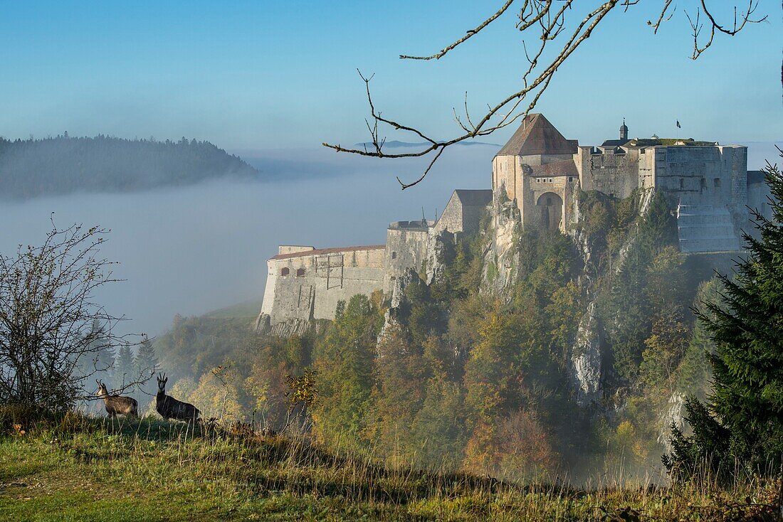Frankreich, Doubs, Pontarlier, Cluse und Mijoux, die Festung von Joux umgeben mit Nebel gesehen die Hänge der Festung von Larmont und Gämsen