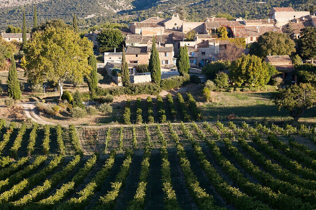 France, Vaucluse, Bedoin, vineyards in front of the Baux hamlet