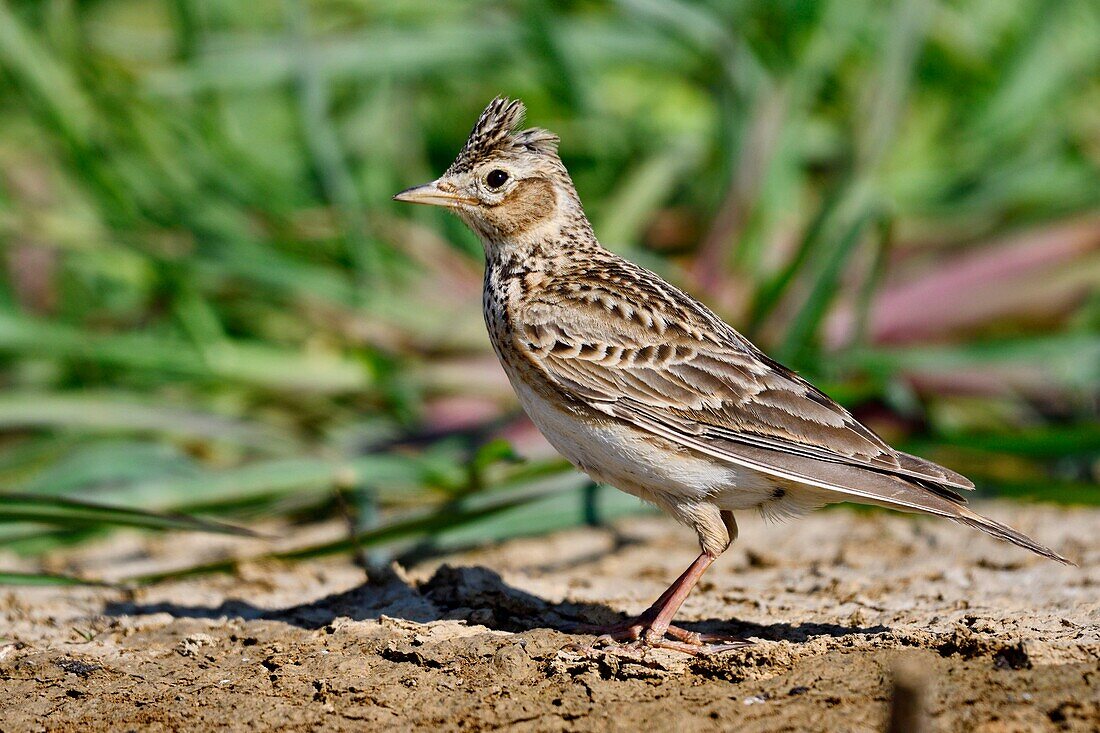 France, Doubs, Eurasian skylark (Alauda arvensis) on the ground