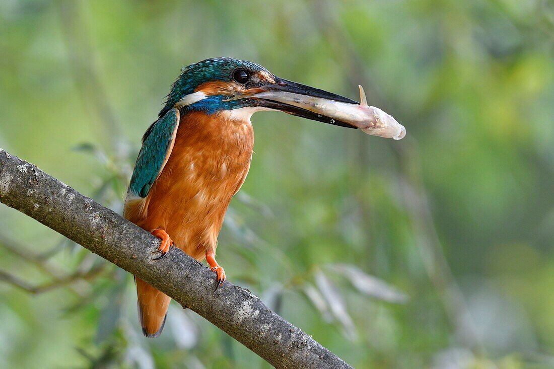 France, Doubs, Allenjoie, Allan River, breeding, feeding, Kingfisher (Alcedo atthis)