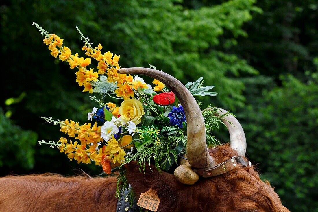 France, Territoire de Belfort, Vosges, Ballon d'Alsace, spring transhumance festival of Salers cows