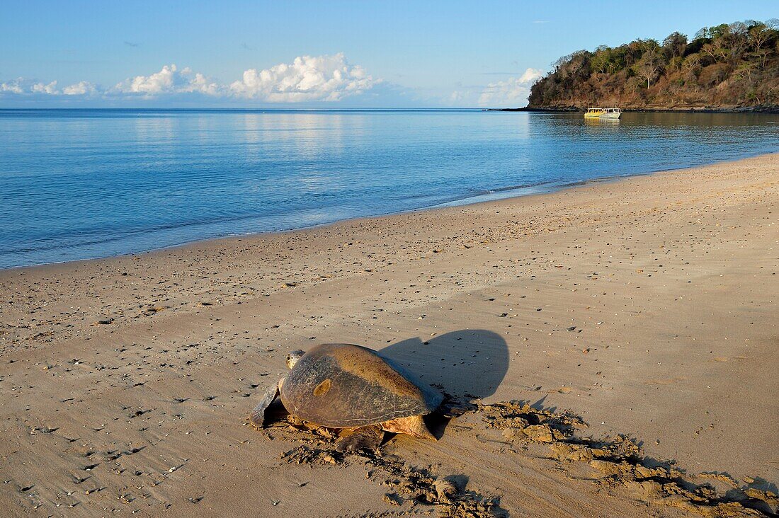 Frankreich, Insel Mayotte (französisches Überseedepartement), Grande Terre, Kani Keli, Strand von N'Gouja, Grüne Meeresschildkröte (Chelonia mydas), die nach dem Legen ins Meer gelangt