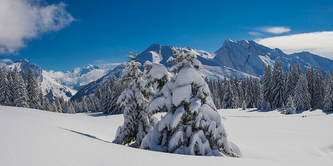 Frankreich, Haute Savoie, Aravis-Massiv, Wanderung in Schläger auf dem Tablett von Beauregard über den Orten Manigod und Clusaz, Panoramablick auf den vorspringenden Felsvorsprung von Follieres in der Nähe von Torfmooren und dem Berg Etale