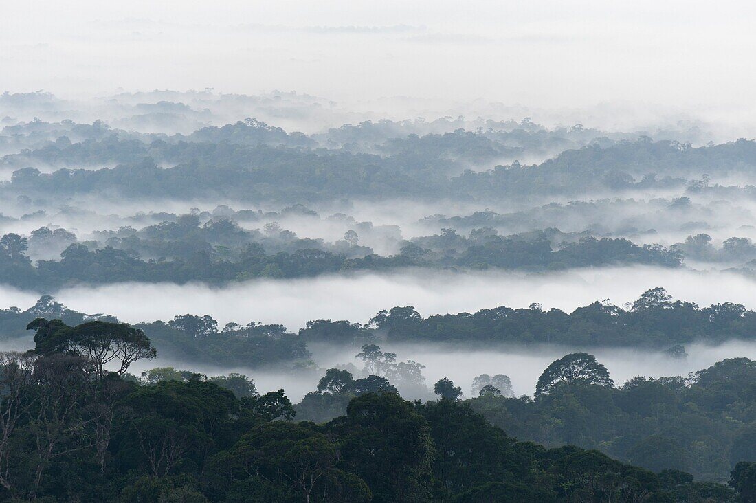 Frankreich, Französisch-Guayana, bei Cacao, Amazonas-Regenwald