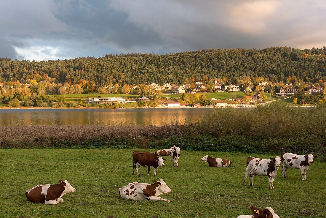 France, Doubs, Malbuisson, herd of Montbeliarde cows in front of the lake of Saint Point