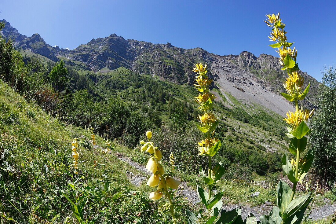 Frankreich, Isere, Lavaldens, Gelbe Enzianblüten (Gentiana lutea) entlang des Weges zum See Rif bruyant