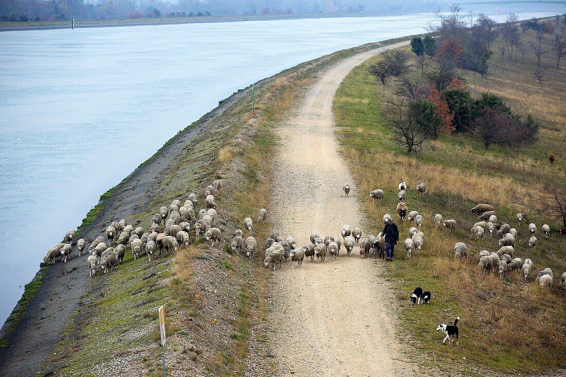 France, Drome, Montelimar, banks of the Rhone, herd of Pascaline Kropp, shepherdess