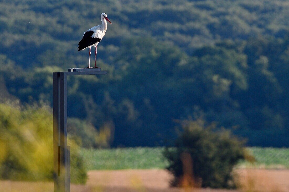 France, Doubs, White Stork (Ciconia ciconia) perched on an industrial zone light