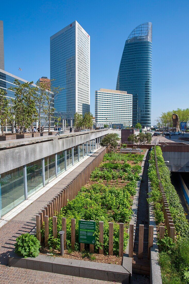 France, Hauts de Seine, suburbs of Paris, La Défense, the Garden of the Ark, shared garden, this flower garden, edible and ecological offers 200m ² of exploitable green spaces. It is cultivated by its members with the advice of a specialized animator