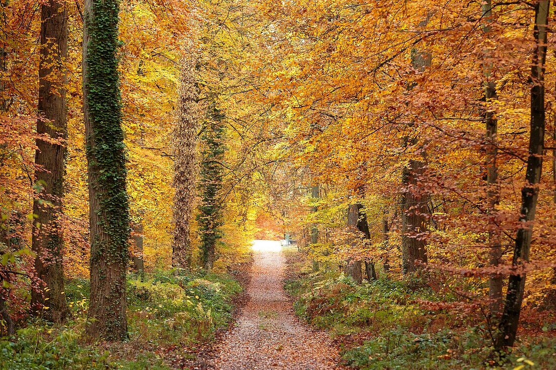 Frankreich, Seine et Marne, Biosphärenreservat Fontainebleau und Gatinais, Der Wald von Fontainebleau, der von der UNESCO zum Biosphärenreservat erklärt wurde, der Wald im Herbst im Gebiet des Table du Roi