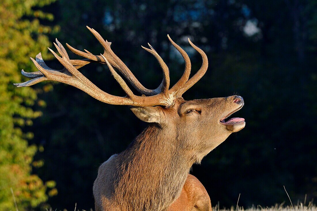 France, Haute Saone, Red Deer (Cervus elaphus), male in the period of slaughter