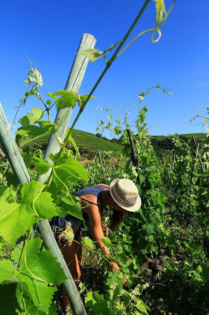 France, Rhone, Ampuis, vineyard AOC Cote Rotie