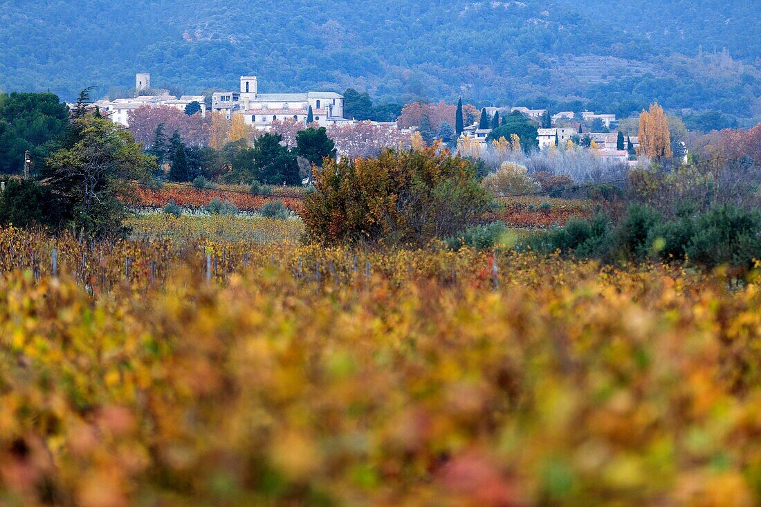 France, Vaucluse, Luberon Regional Nature Park, Cucuron, vineyard