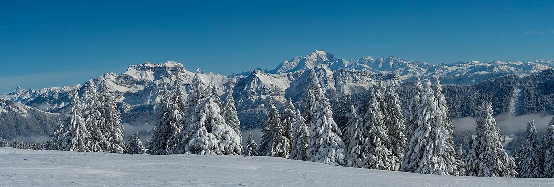 France, Haute Savoie, massive Bauges, above Annecy limit with the Savoie, the Semnoz plateau exceptional belvedere on the Northern Alps, panoramic view of the snow laden forest and massive Bornes and Mount White