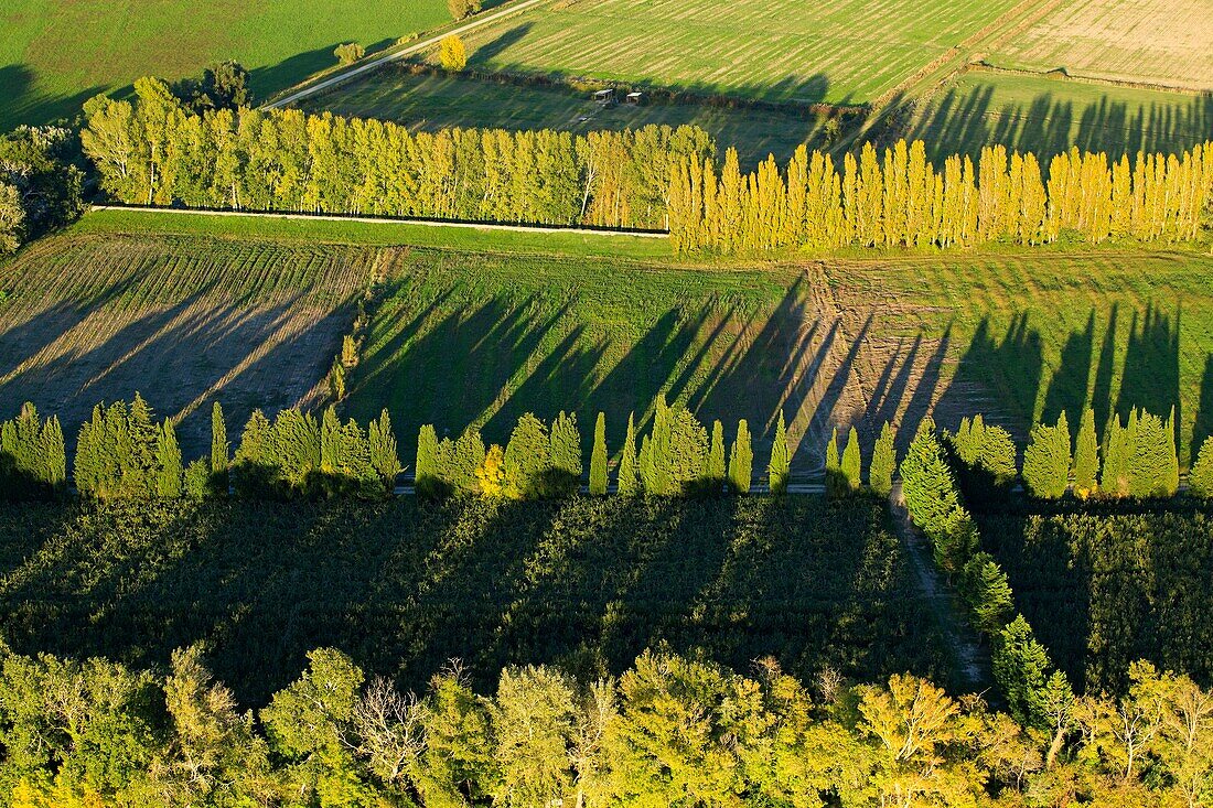 France, Bouches du Rhone, Regional Natural Park of Camargue, Arles, The Rhone, surroundings of Mas Thibert, cypress windbreaks (aerial view)