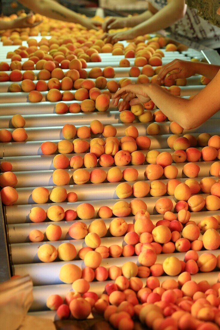 France, Drome, La Roche de Glun, Mansion Bouvat, apricot producer variety Bergeval