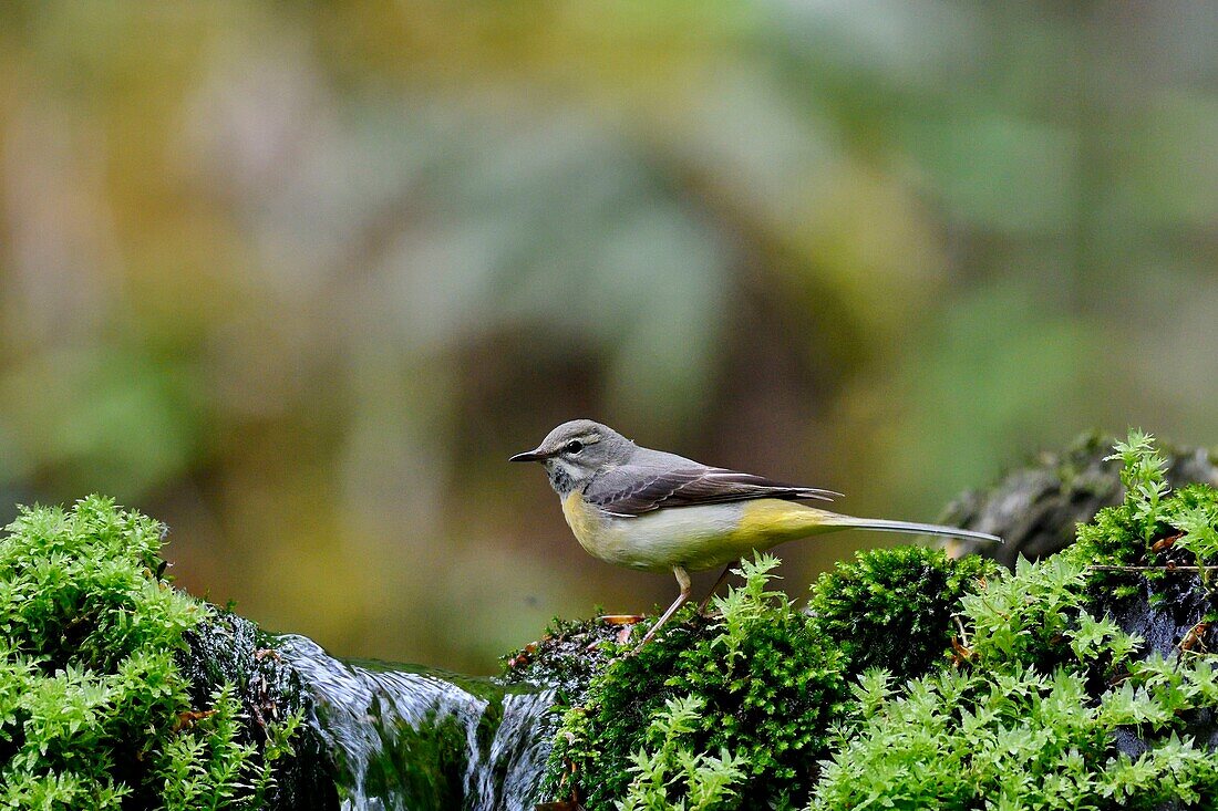 Frankreich, Doubs, Gebirgsstelze (Motacilla cinerea) in einem Bach