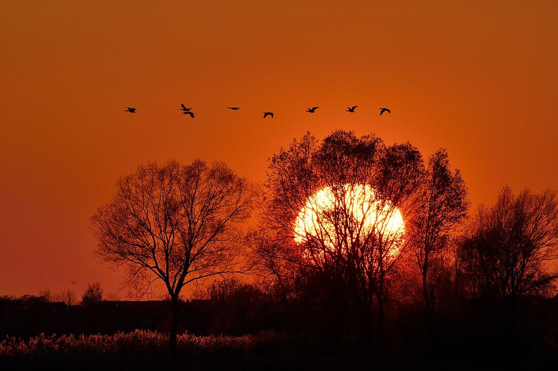 Frankreich, Haute Marne, Lac du Der Chantecoq, Kraniche (grus grus), Winter, Sonnenuntergang