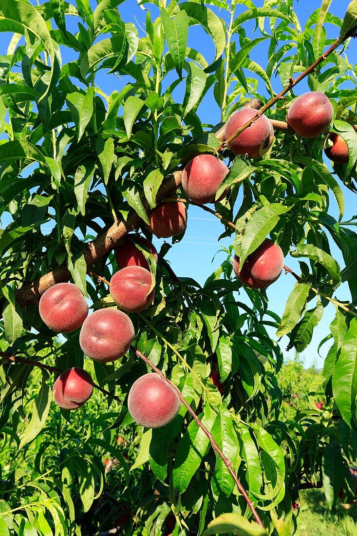 France, Drome, La Roche de Glun, harvesting peaches
