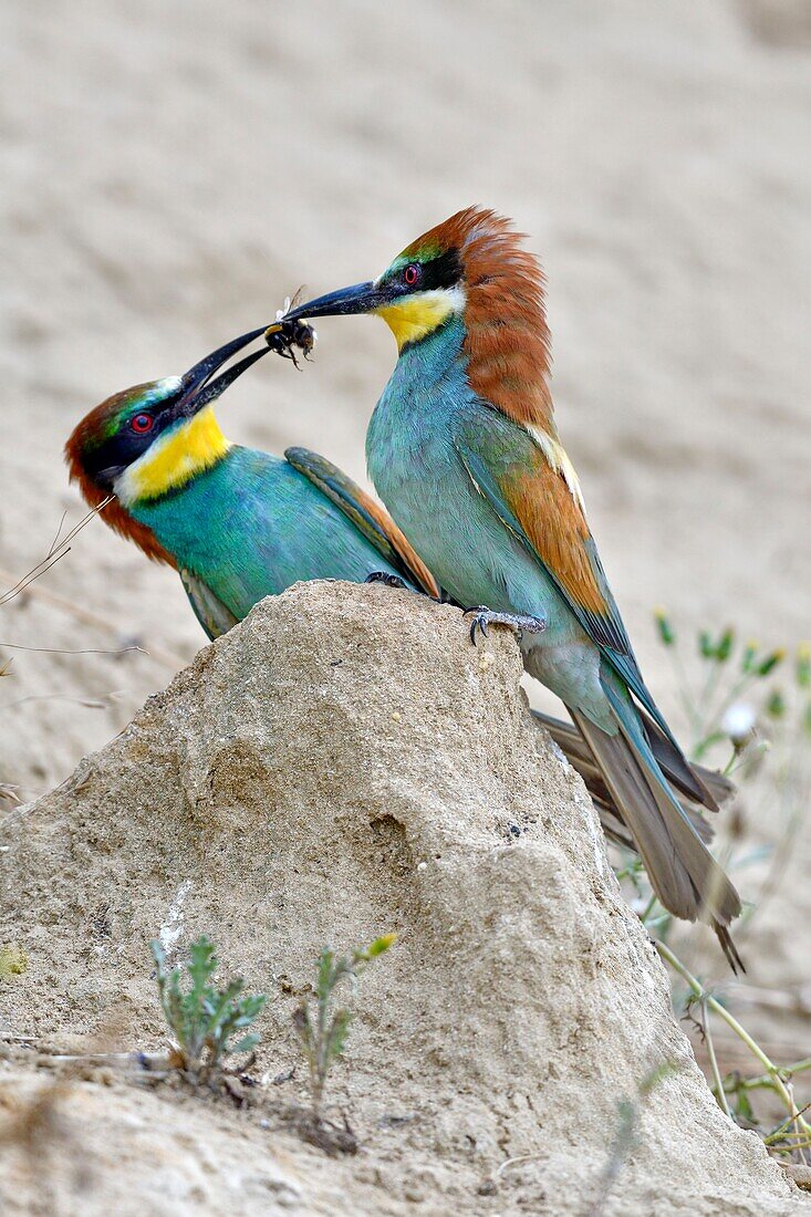 France, Jura, Lower Doubs Valley, Petit Noir, European Bee eater (Merops apiaster), nesting site, feeding