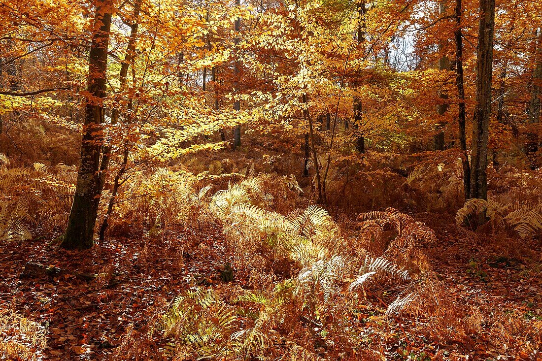 Frankreich, Seine et Marne, Biosphärenreservat Fontainebleau und Gatinais, der Wald von Fontainebleau, der von der UNESCO zum Biosphärenreservat erklärt wurde, der Wald im Herbst im Bereich des Table du Roi