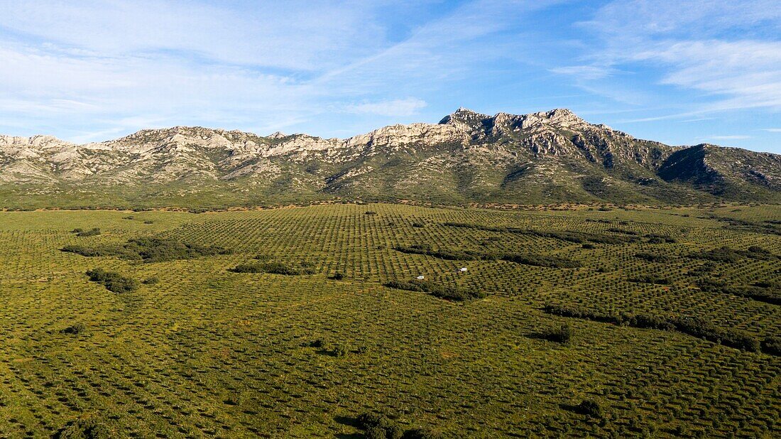 France, Bouches du Rhone, Alpilles Massif, Alpilles Regional Nature Park, Eygalieres, olive grove (aerial view)