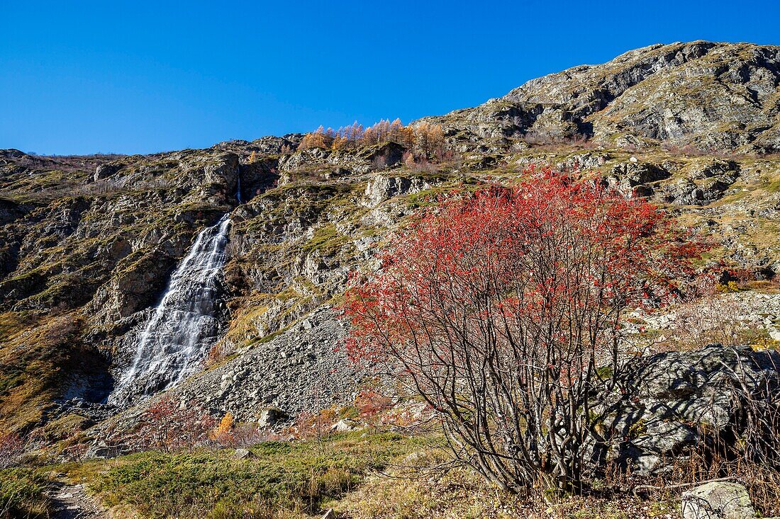 France, Hautes Alpes, Ecrins National Park, valley of Valgaudemar, La Chapelle en Valgaudémar, the Gioberney, the waterfall of the Veil of the Bride, red fruits of the mountain ash (Sorbus aucuparia)