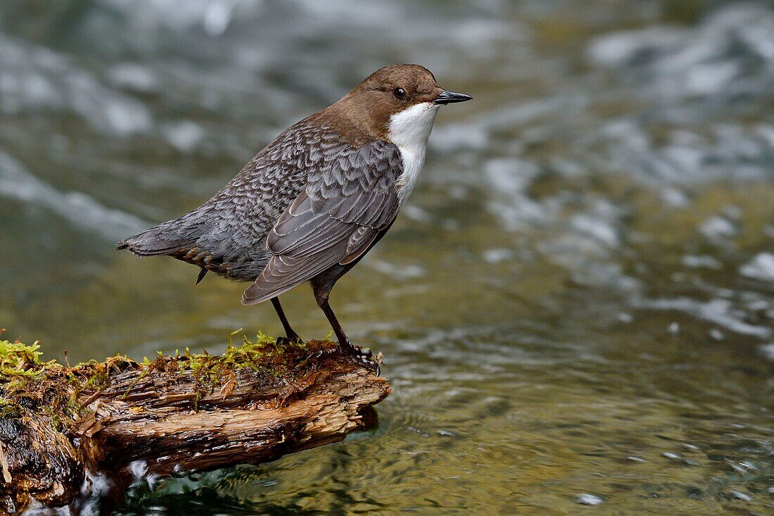 France, Doubs, valley of the Creuse, White throated dipper (Cinclus cinclus) in the brook, adult hunting to feed its young