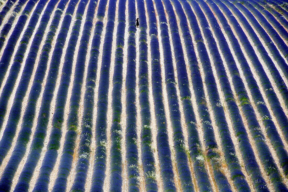 France, Drome, Ferrassieres, lavender fields