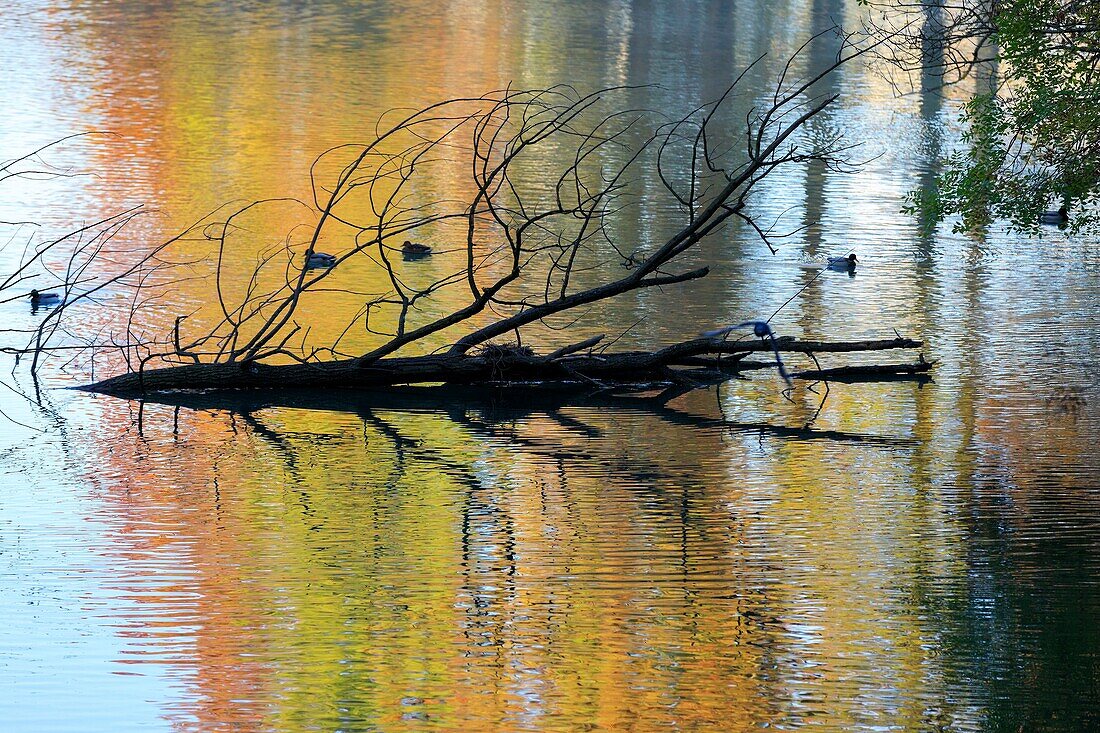 France, Rhône, Lyon, 6th arrondissement, La Tête d'Or district, Lake of the Park of La Tête d'Or