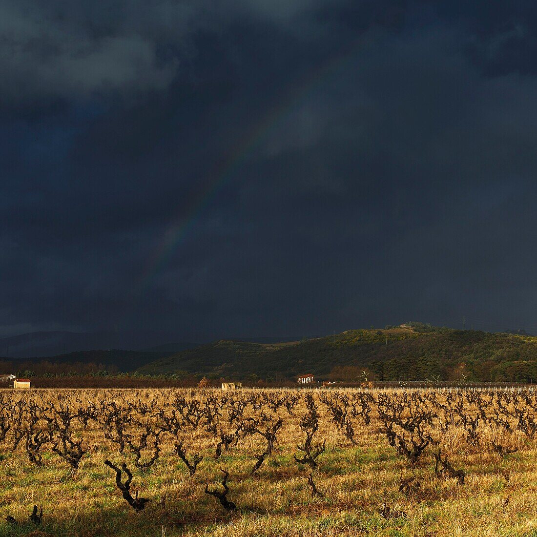 France, Pyrenees Orientales, Vallespir, Ceret, wine estate of the castle of Aubiry, view of the vineyard in winter under a stormy sky