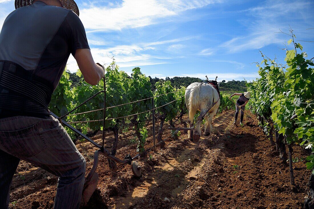 France, Var, Presqu'ile de Saint Tropez, Gassin, domaine de la Rouillere, Jean Louis and Christine Calla plow a vineyard plot with their horse