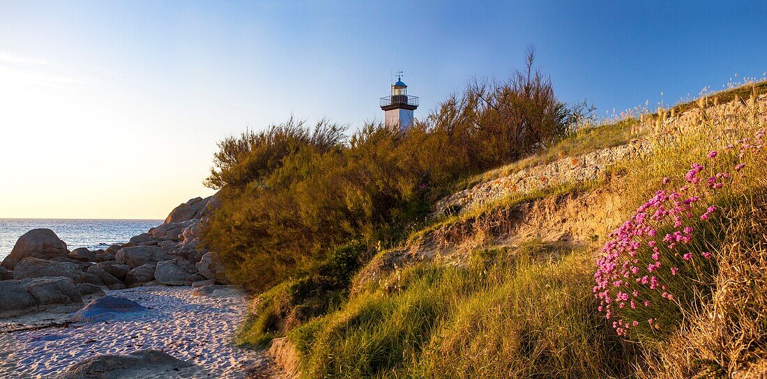 Frankreich, Finistere, Pays des Abers, Brignogan Plages, der Pontusval-Leuchtturm hinter maritimen Waffenkammern Blumen