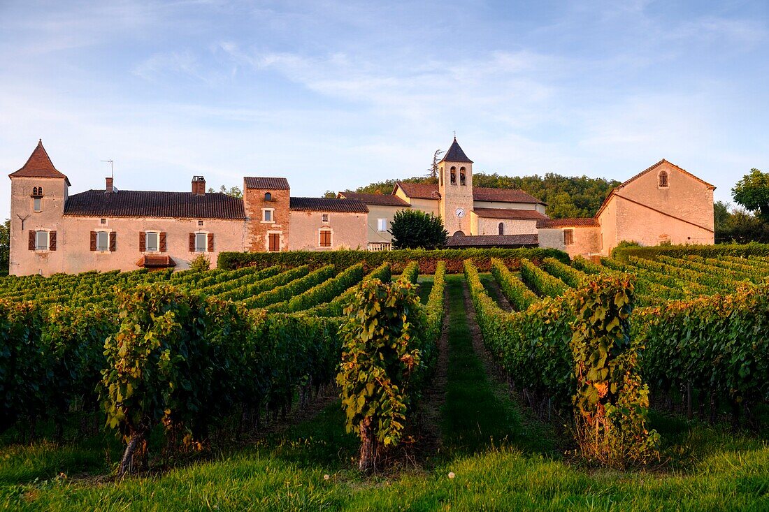France, Quercy, Lot, Cahors vineyards, The Magdeleine