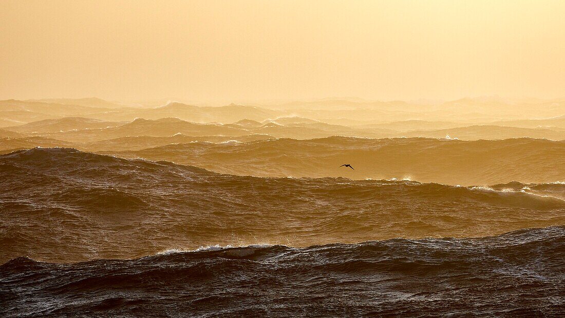 France, French Southern and Antarctic Territories (TAAF), violent storm, Beaufort scale 10 in the roaring forties, picture taken aboard the Marion Dufresne (supply ship of French Southern and Antarctic Territories) underway from Crozet Islands to Kerguelen Islands, White-chinned Petrel (Procellaria aequinoctialis)