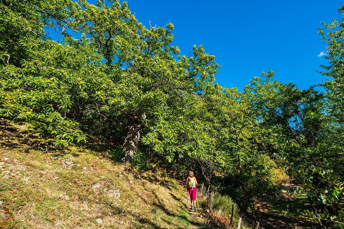 Frankreich, Ardeche, Regionaler Naturpark Monts d'Ardeche, Wanderung unter den Kastanienbäumen ab Saint Andeol de Vals