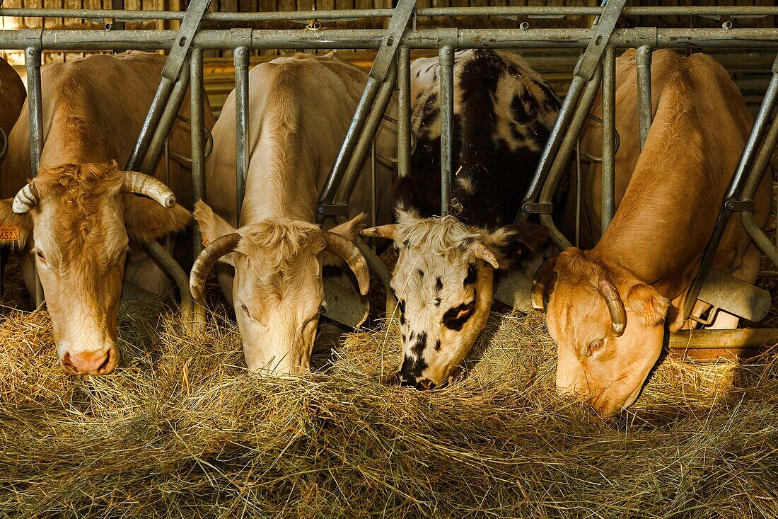 France, Haute-Garonne, Comminges, Saint-Frajou, cows in their stable