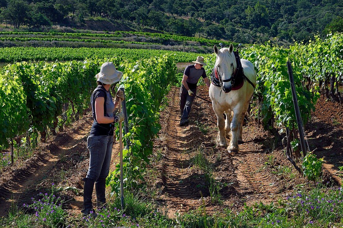 France, Var, Presqu'ile de Saint Tropez, Gassin, domaine de la Rouillere, Jean Louis and Christine Calla plow a vineyard plot with their horse