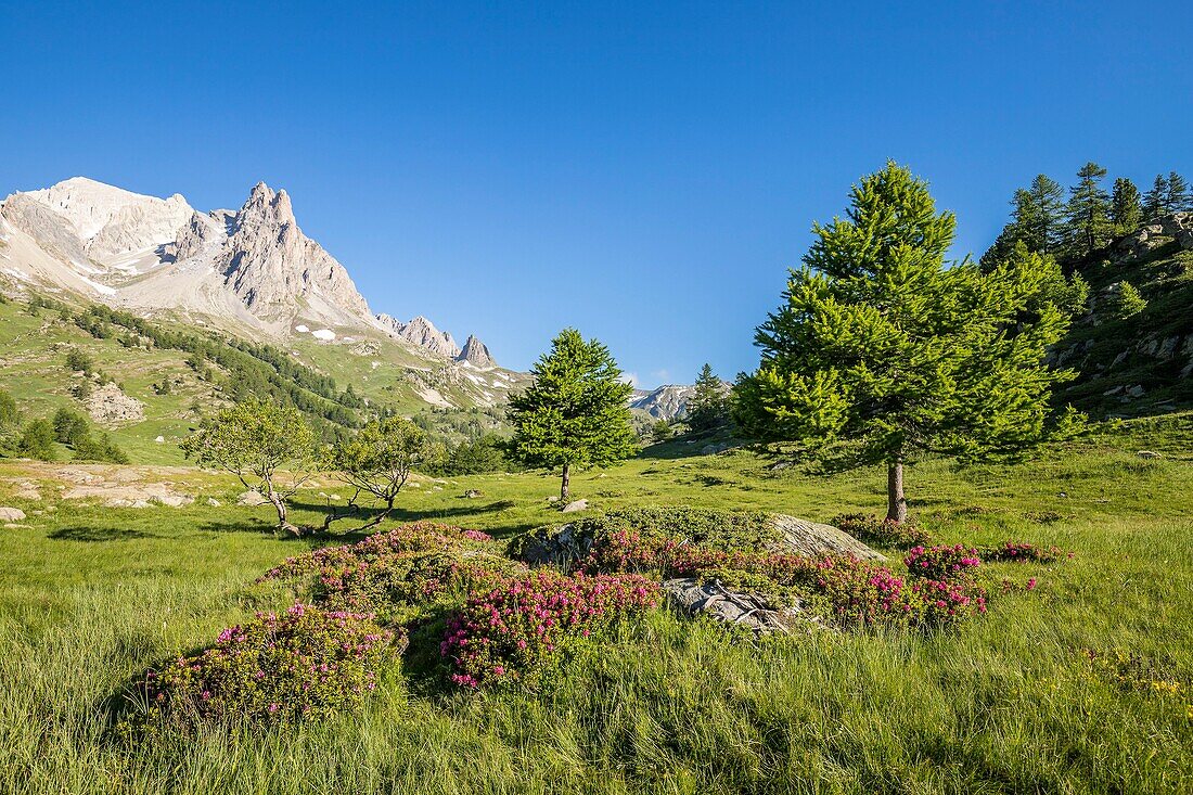 Frankreich, Hautes Alpes, Nevache, Tal von La Claree, blühender Rhododendron ferruginous (Rhododendron ferrugineum), im Hintergrund das Massiv von Cerces (3093m) und die Gipfel des Main de Crepin (2942m)