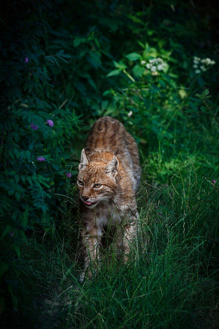 France, Haute-Garonne, Comminges, wild lynx in its wooded environment