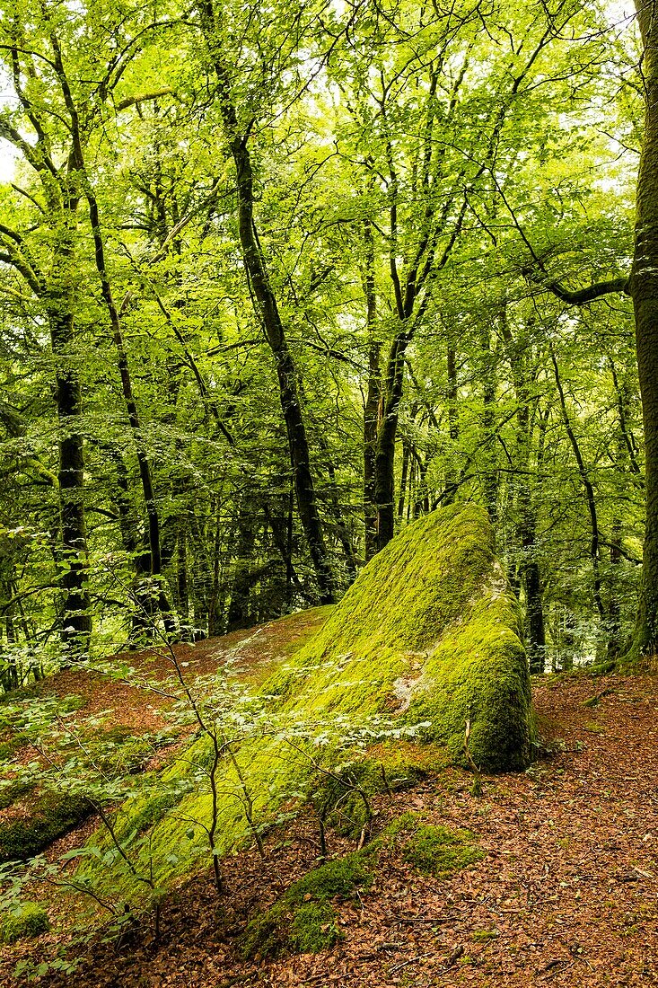 France, Finistere, Huelgoat, Regional natural reserve of Armorique, granitic chaos of the forest of Huelgoat