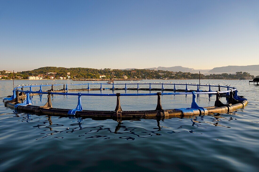 France, Var, La Seyne sur Mer, fish breeding in the bay of Tamaris