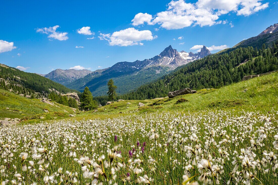 Frankreich, Hautes Alpes, Nevache, La Claree-Tal, Blumenbeet mit Scheuchzer's cottongrass oder weißem Wollgras (Eriophorum scheuchzeri), im Hintergrund die Gipfel des Massivs der Tête Noire (2922m)
