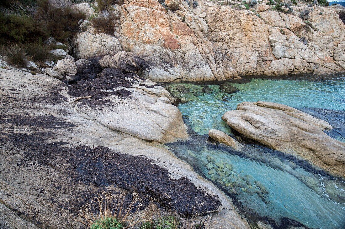 France, Var, peninsula of Saint Tropez, Ramatuelle, Cape Taillat, pollution caused by the collision of two ships off Corsica on 07/10/2018, oil cakes mixed with Posidonia leaves projected by the waves on the rocks