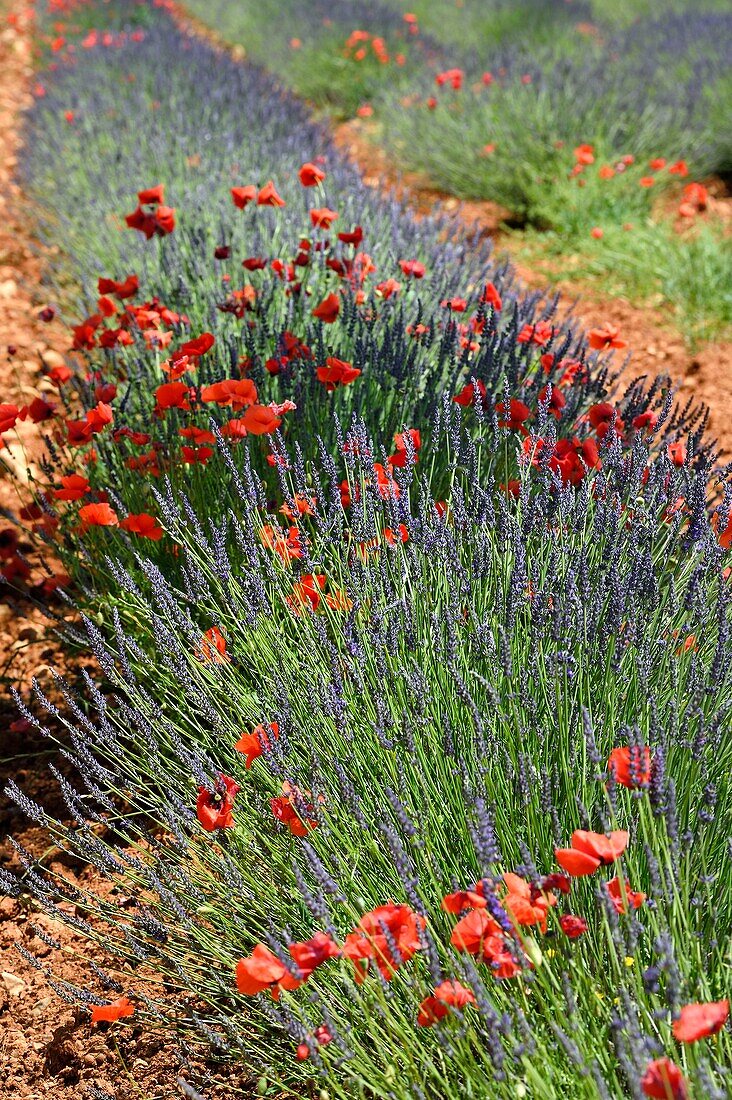 France, Alpes de Haute Provence, Valensole plateau, red poppy flowers in a field of lavandin (lavender)